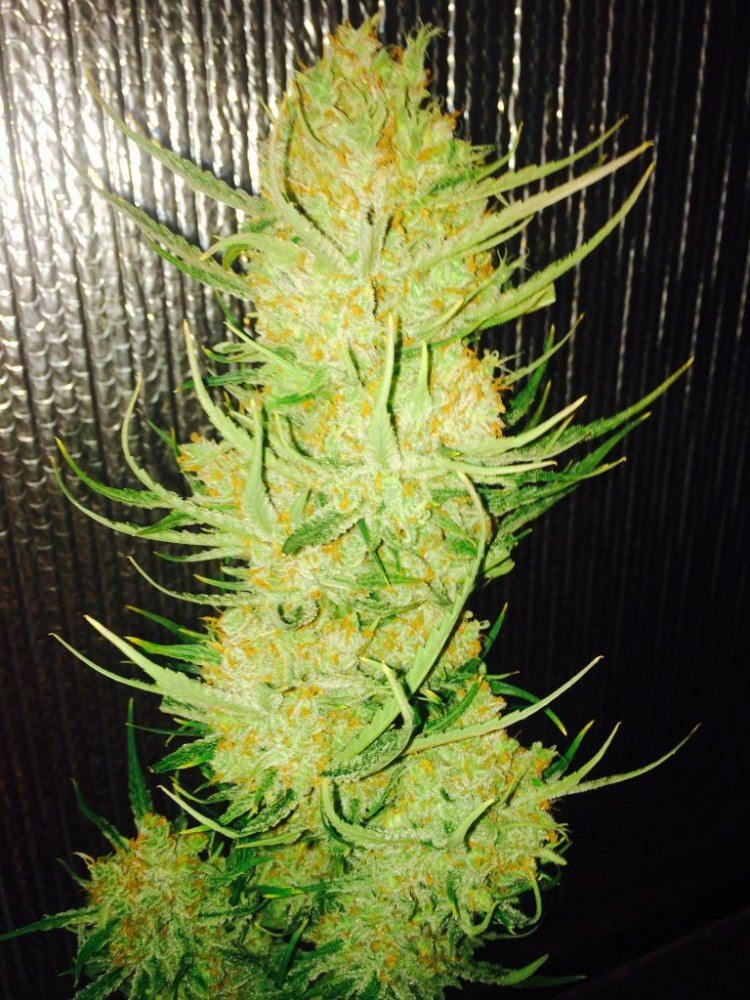 Lemonn1
