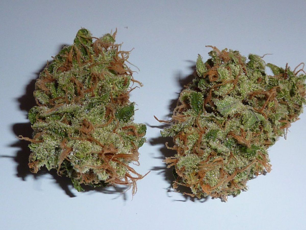 Lemonskunk