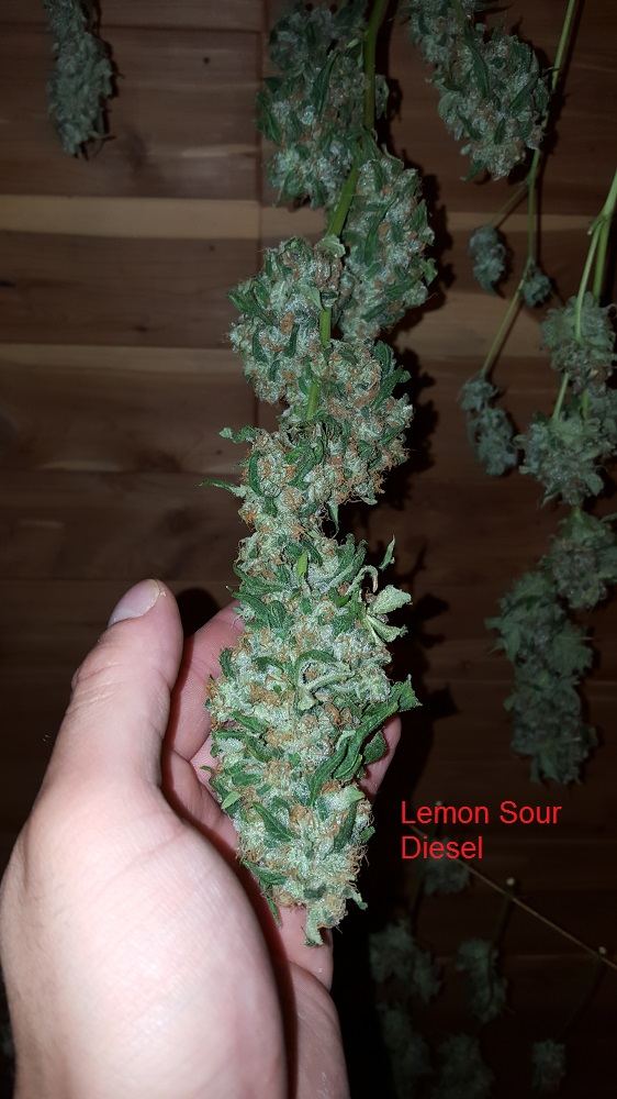 Lemonsourdiesel 02aa