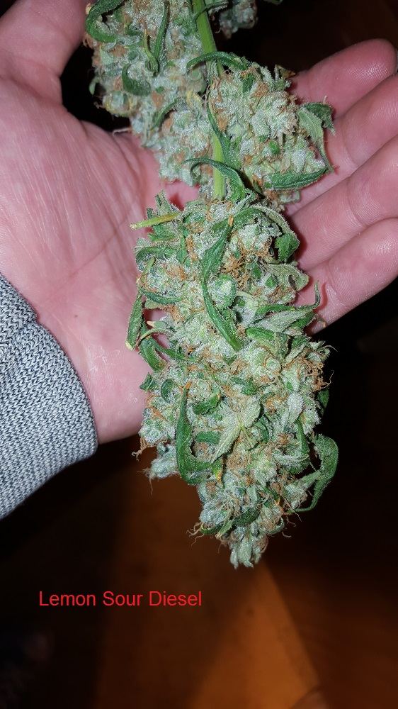 Lemonsourdiesel 03aa