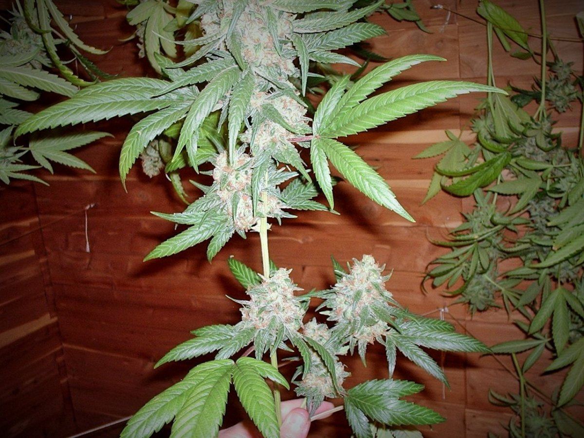 LemonSourDiesel01AB
