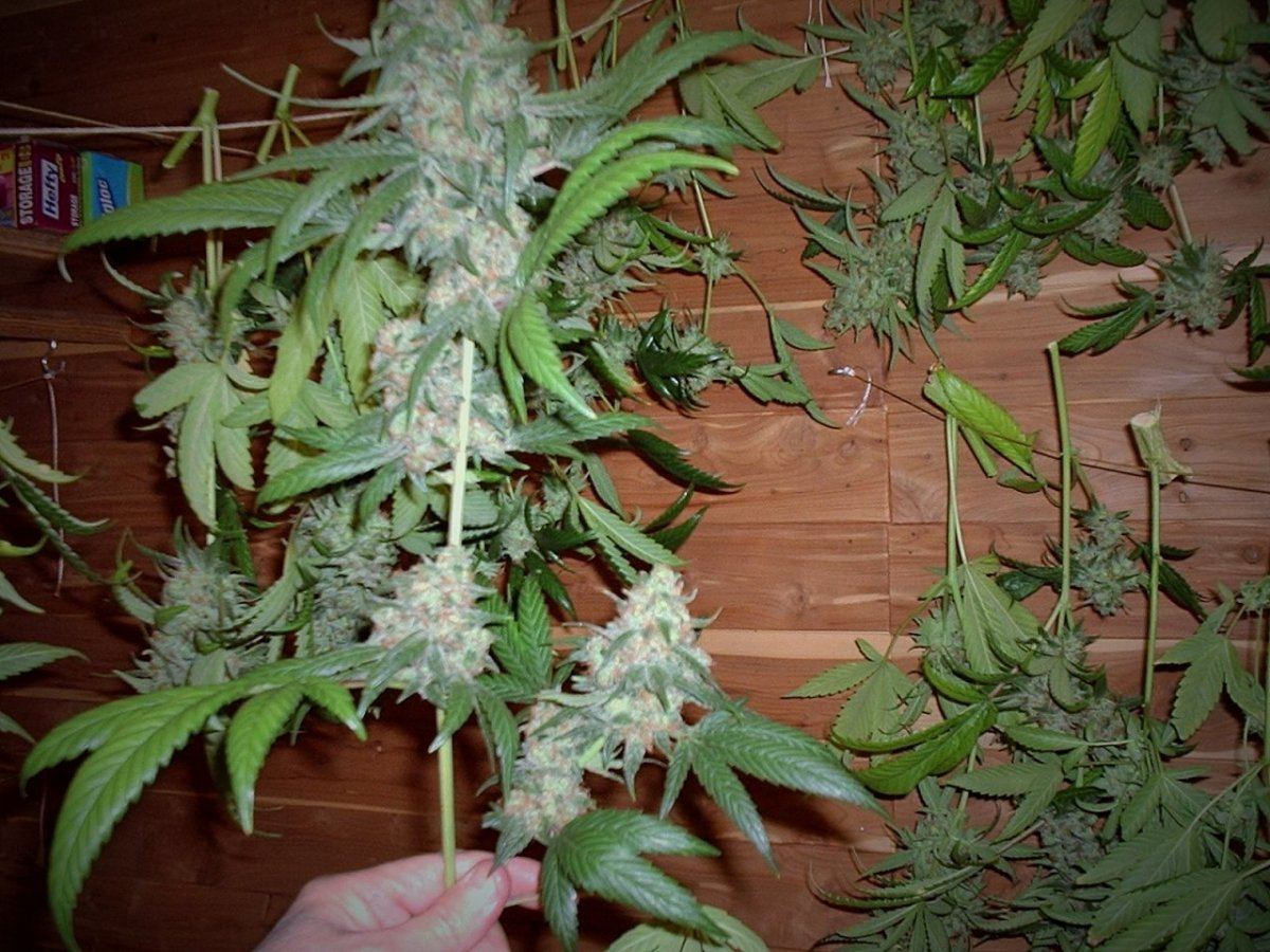 LemonSourDiesel02AB