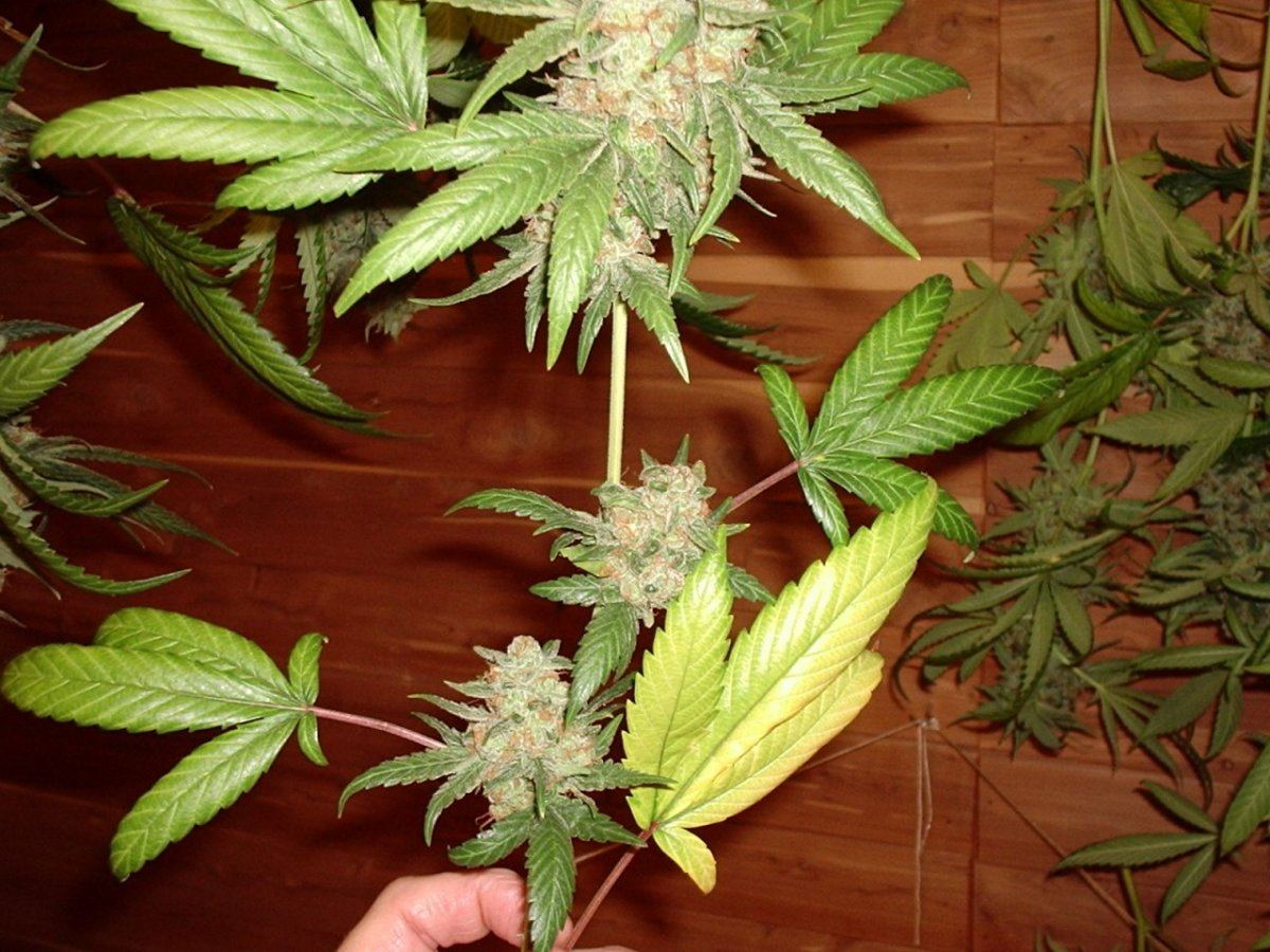 LemonSourDiesel03AB