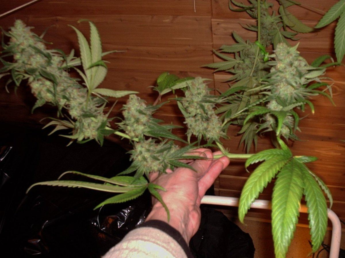 LemonSourDiesel04AB