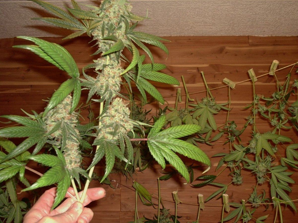 LemonSourDiesel05AB