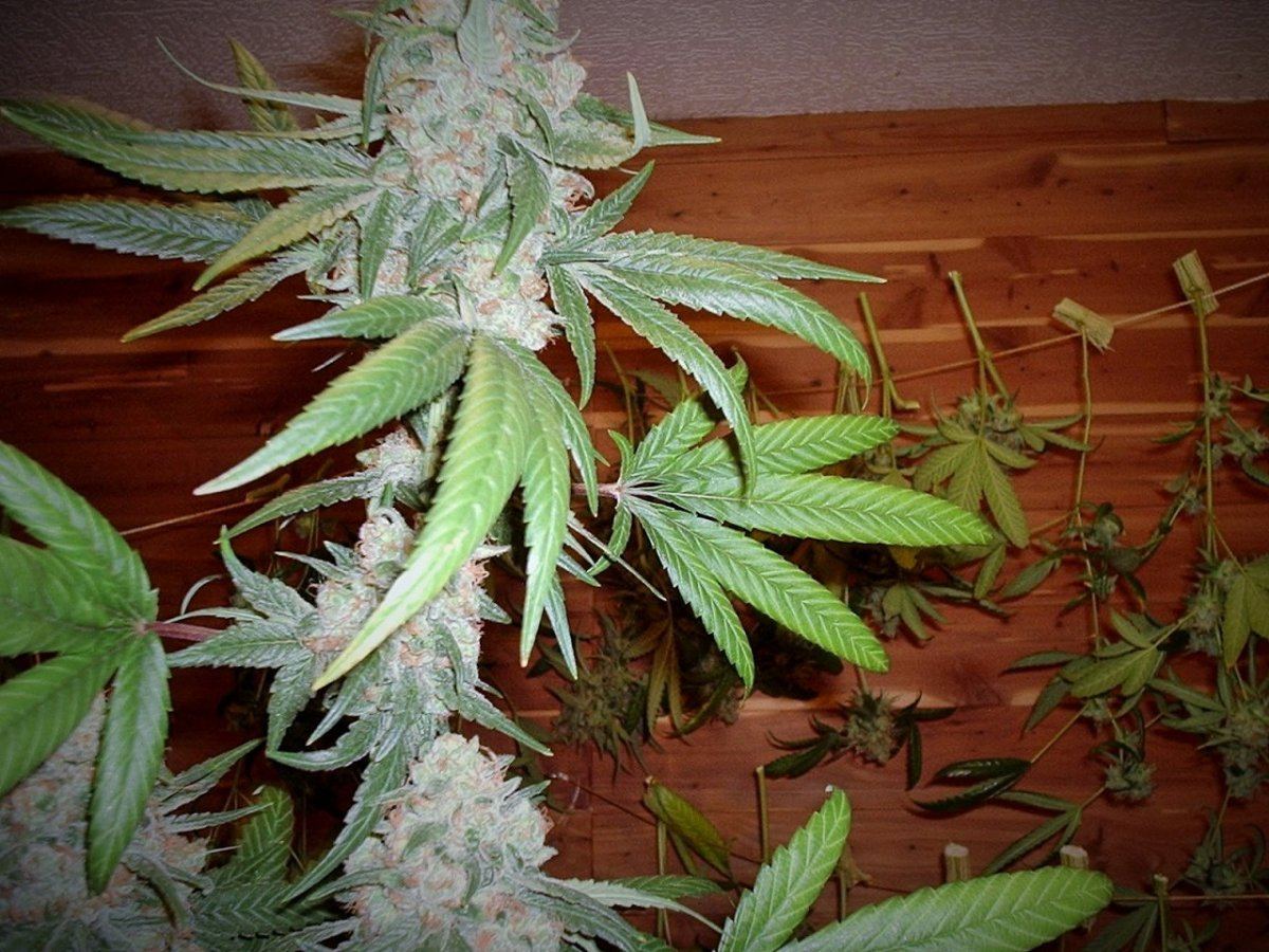 LemonSourDiesel06AB