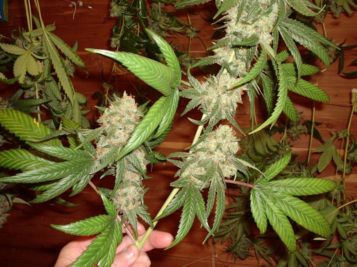 LemonSourDiesel07AB