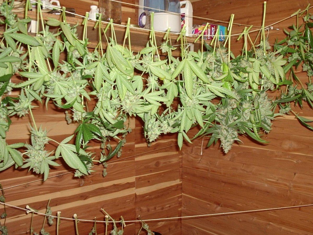 LemonSourDiesel08AB