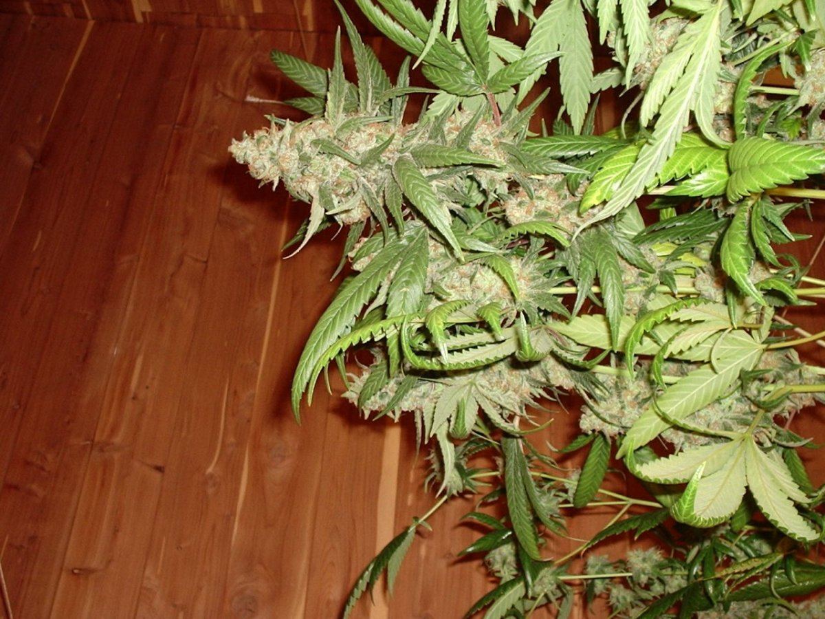LemonSourDiesel09AB