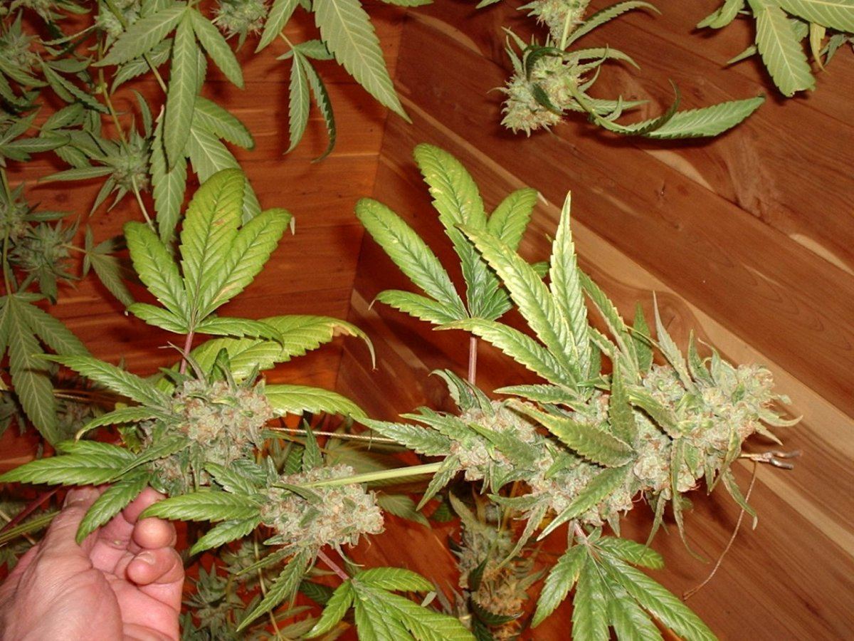 LemonSourDiesel10AB