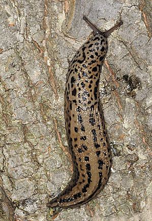 Leopard slug