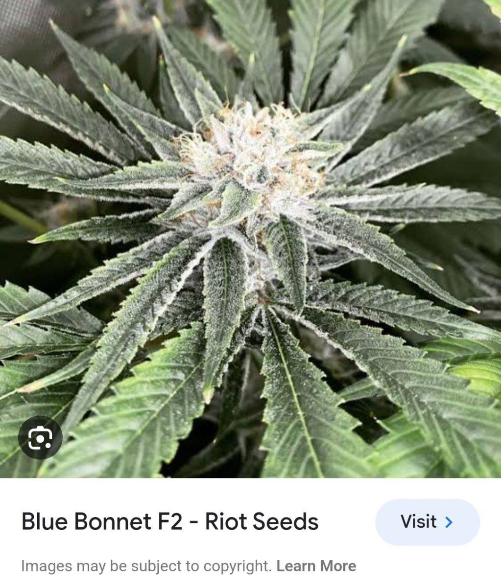 Let me get this straight f1 x f1 seed phenotypes sort into 4 phenotypes 2