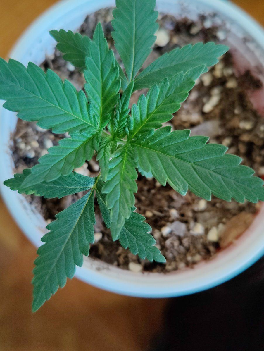 Let me  know what do you think  chlorosis in my gorilla glue