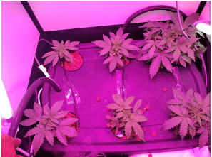 Lets do it again  2nd hydro grow 10