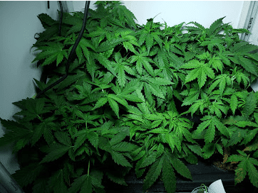 Lets do it again  2nd hydro grow 11