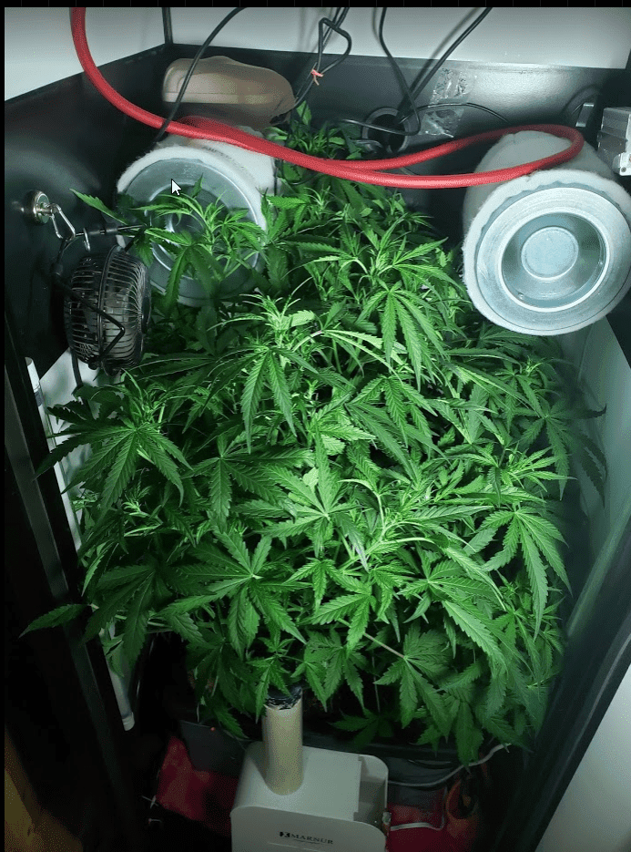 Lets do it again  2nd hydro grow 13