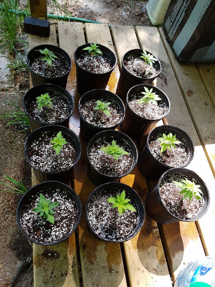 Lets see your 2019 outdoor plants