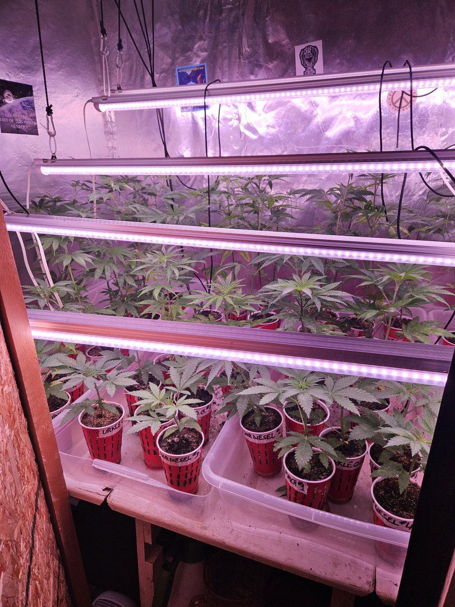 Lets see your 2024 outdoor grow