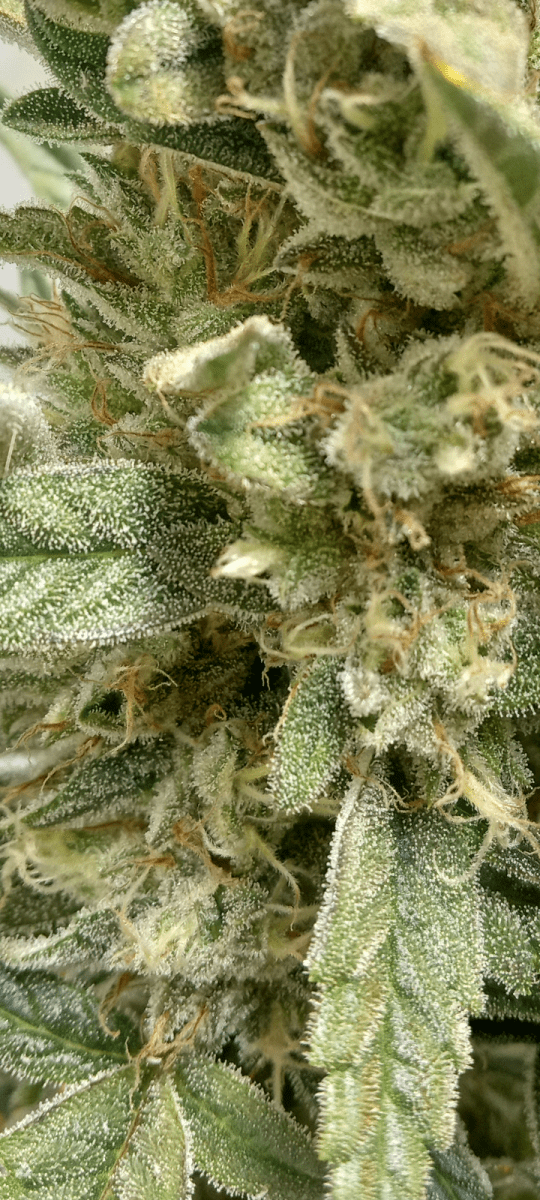 Lets see your frosty buds 2