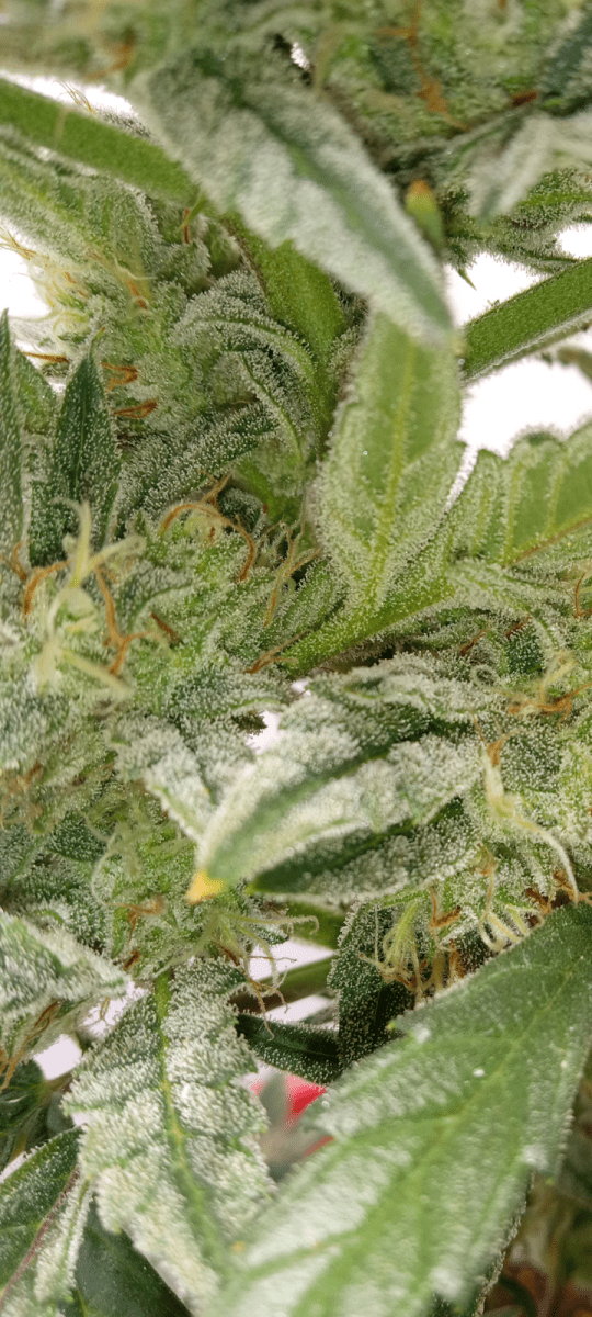 Lets see your frosty buds 3