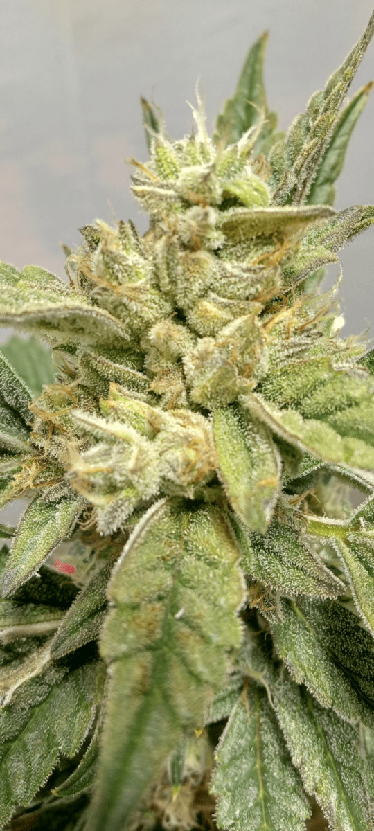 Lets see your frosty buds 4