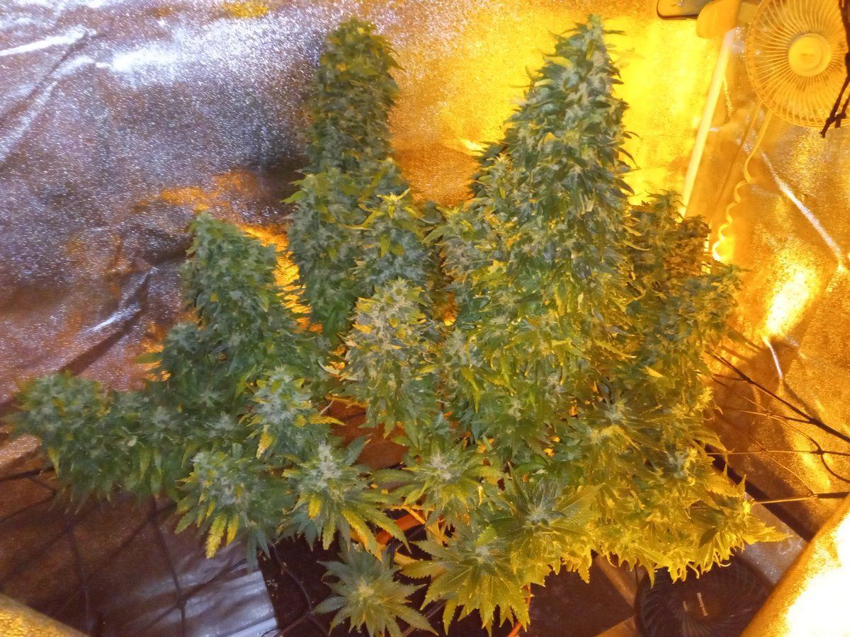 Lets see your giant buds heres mine 2