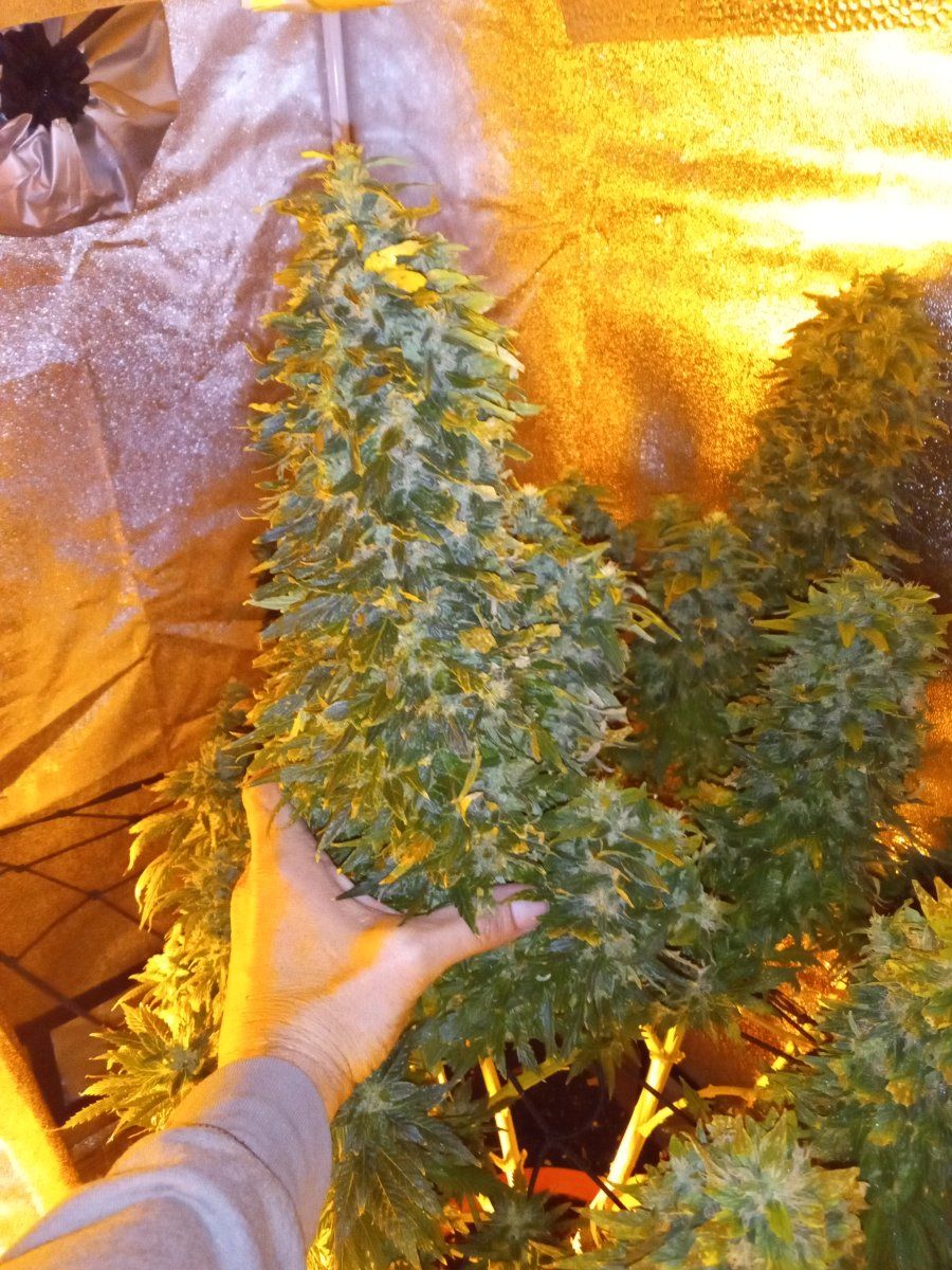 Lets see your giant buds heres mine