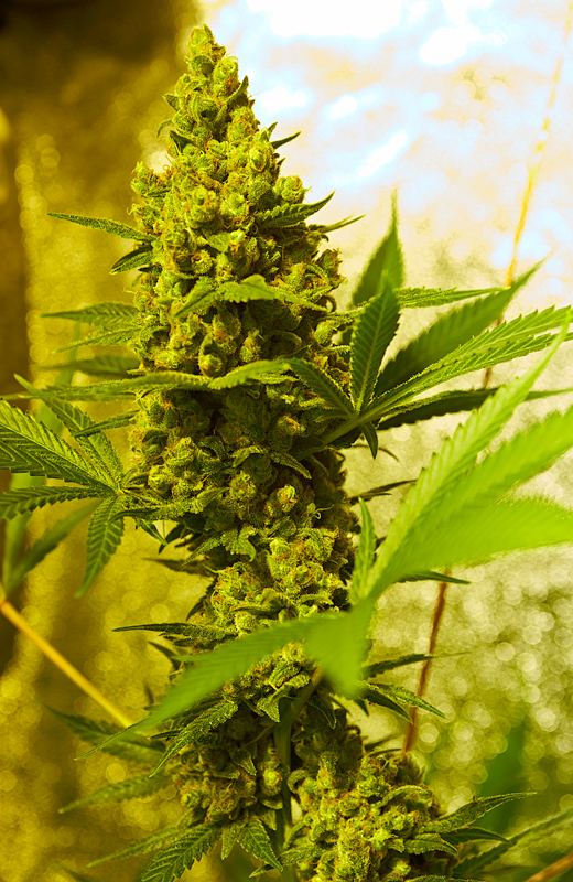 Lets see your high ctl ratio strains 3