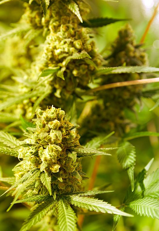 Lets see your high ctl ratio strains 4