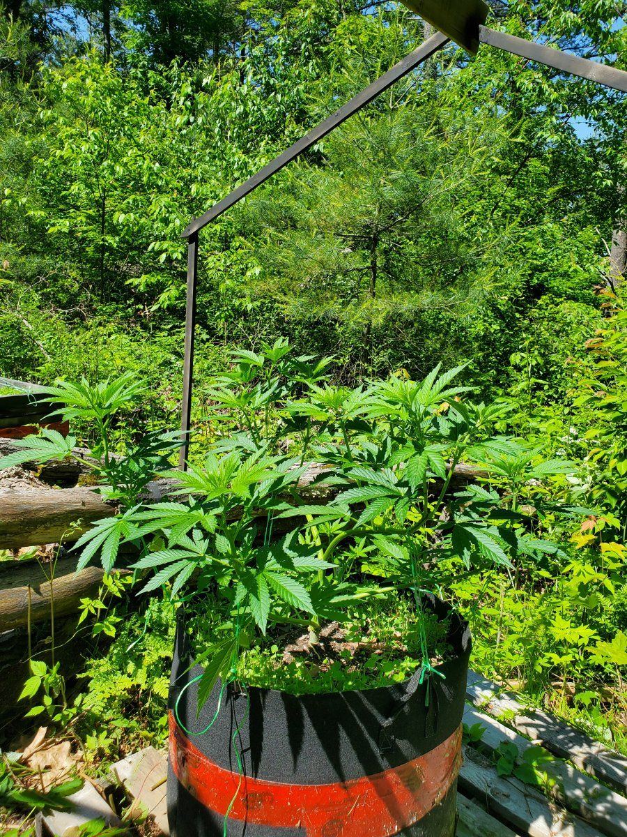 Lets see your outdoor grow 2022 3