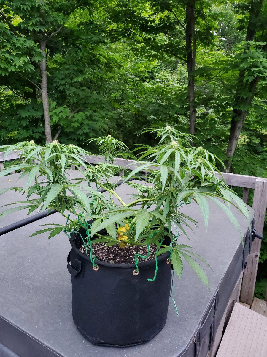 Lets see your outdoor grow 2022 7