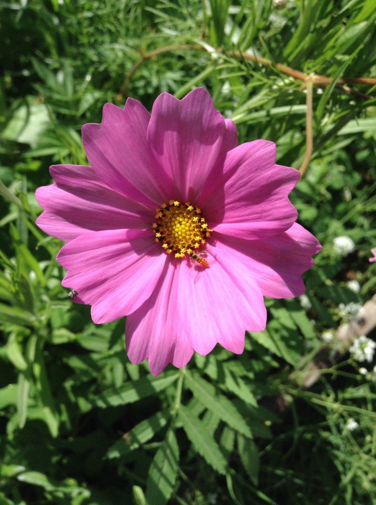 Lets see your spring blooms 3