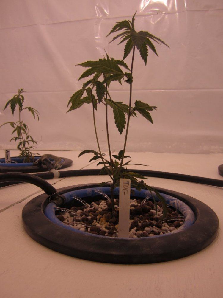 Lets try it again  new improved grow room 3