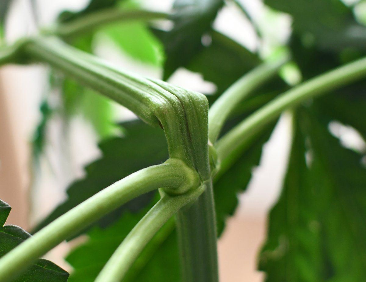 Lettuce