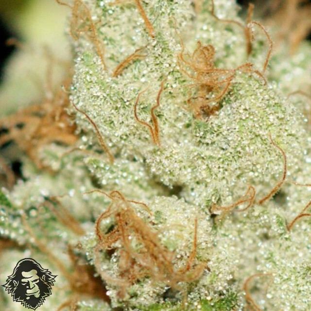 LFud closeup219 n