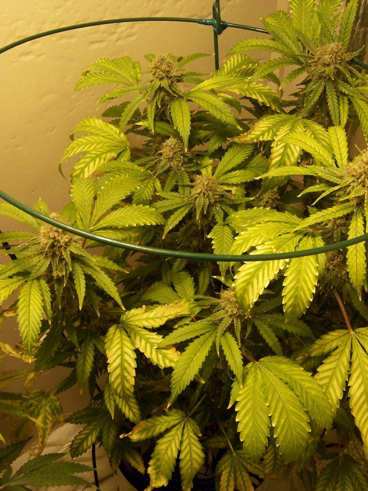 LH week 10 start flush