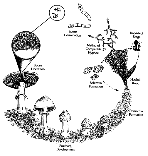Lifecycle