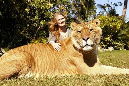 Liger1