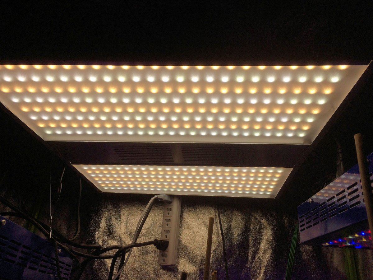 Light 5