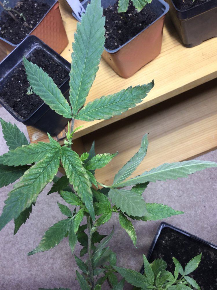 ezelsoor plant Ezelsoren
