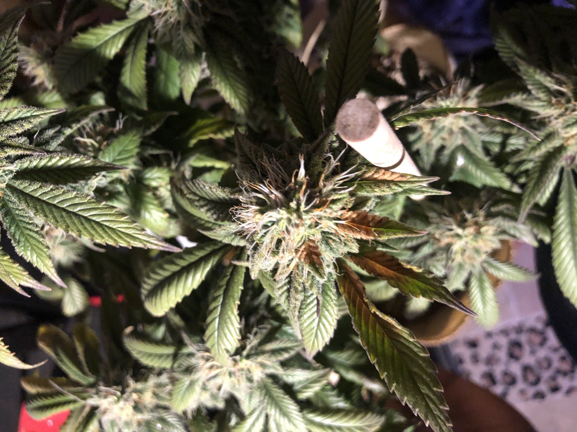 Light burn im hoping 3
