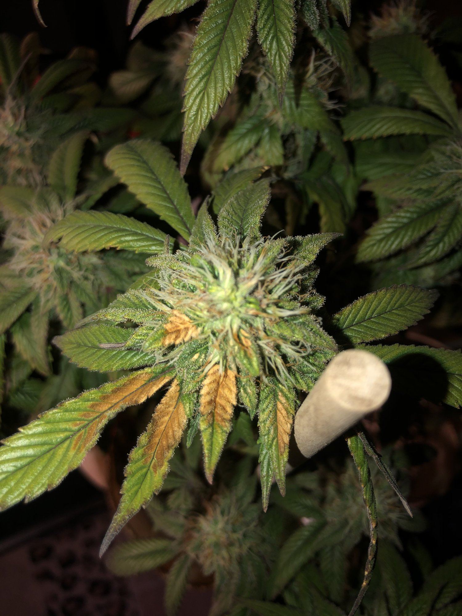 Light burn im hoping 4
