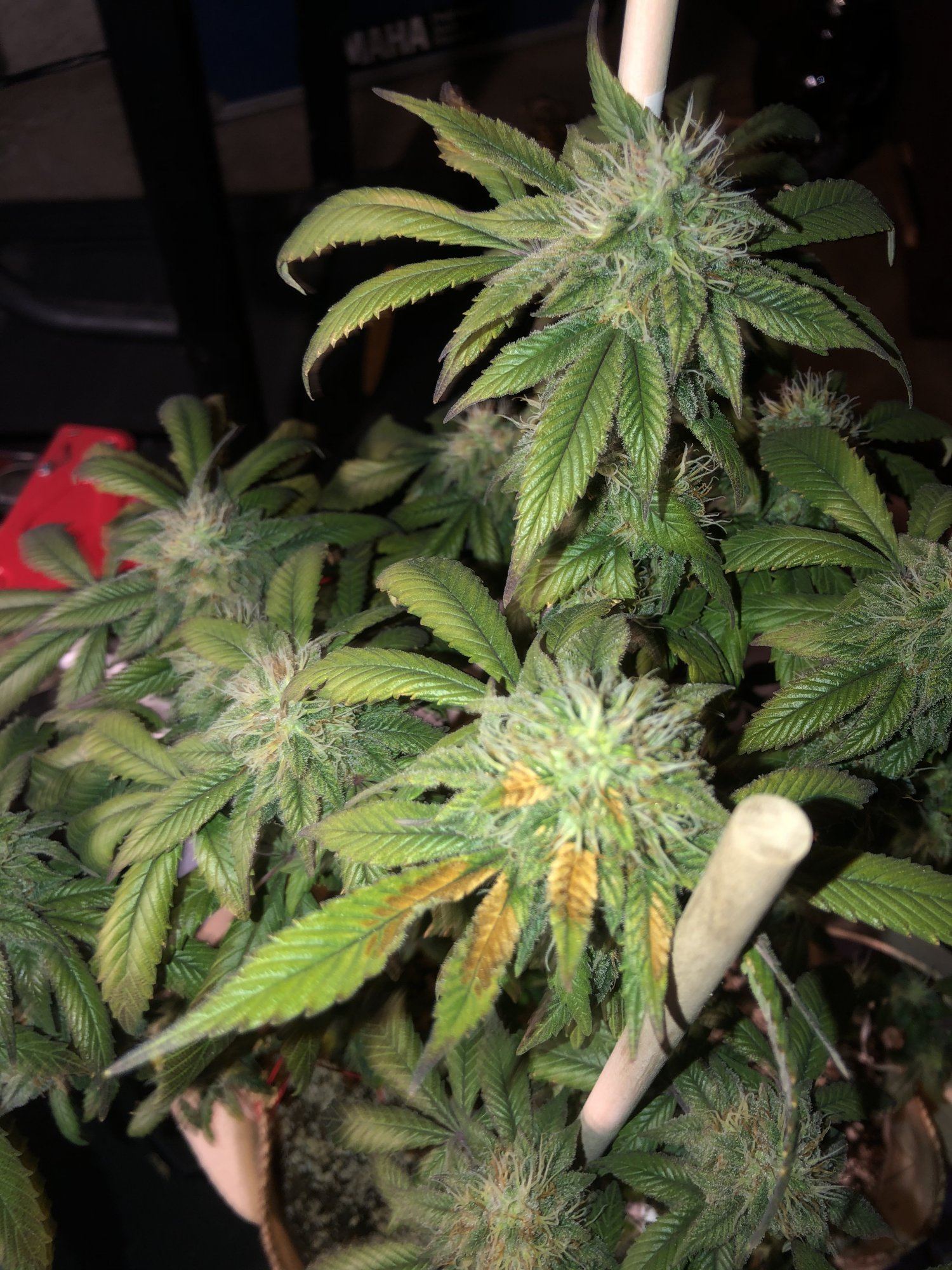 Light burn im hoping 5