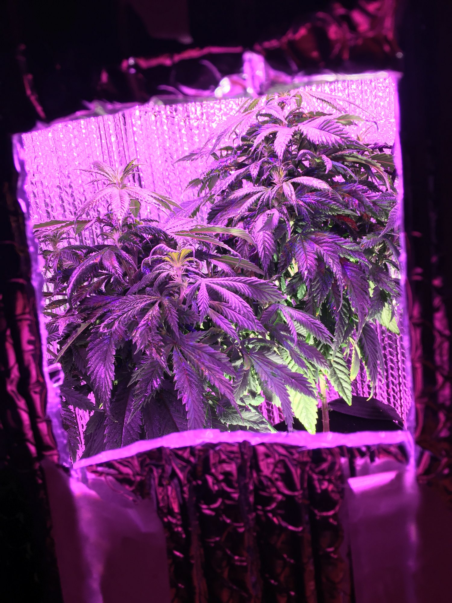 Light escape and bloom or veg 5