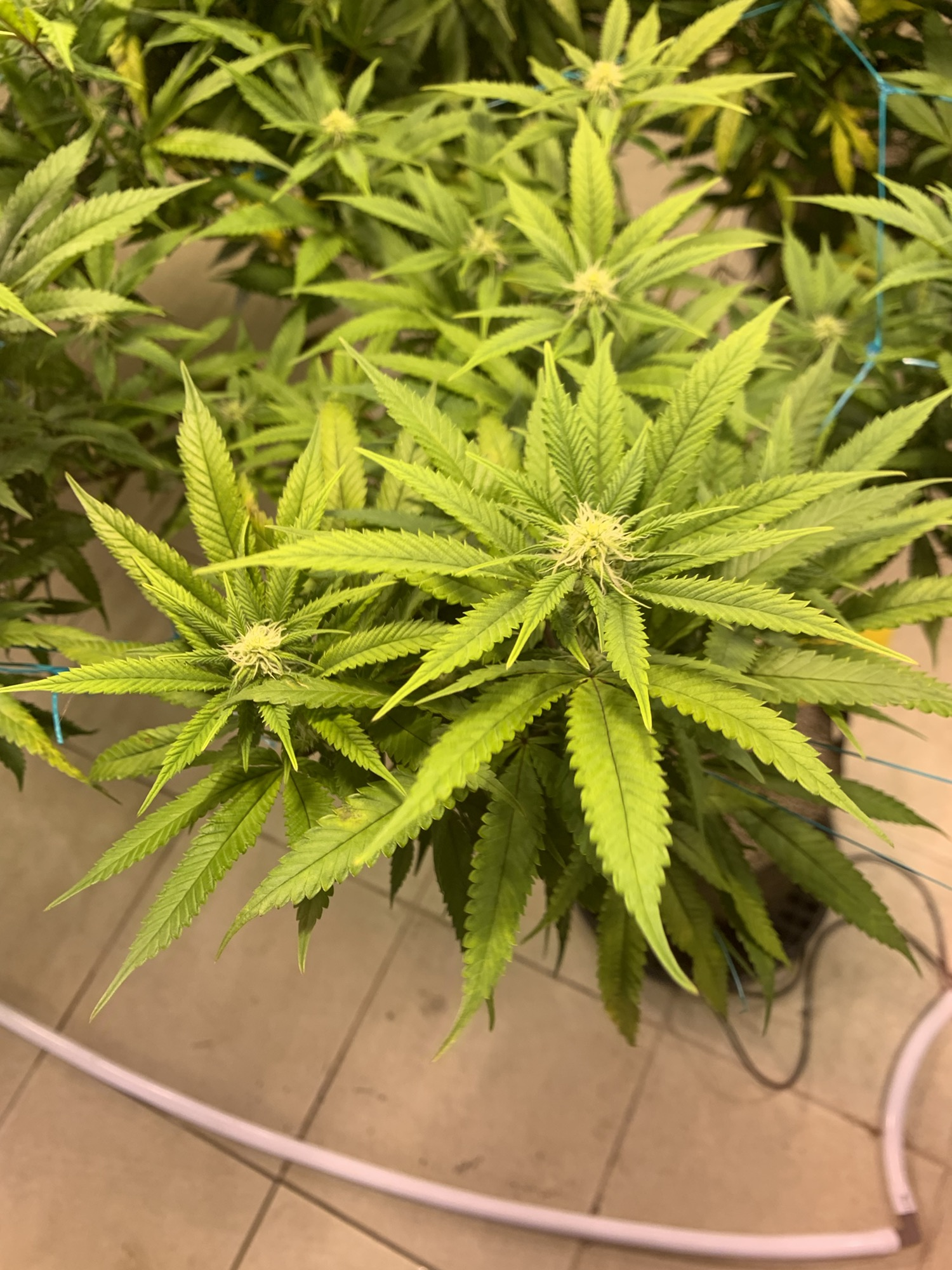 Light green leaves   not sure what deficiency this is