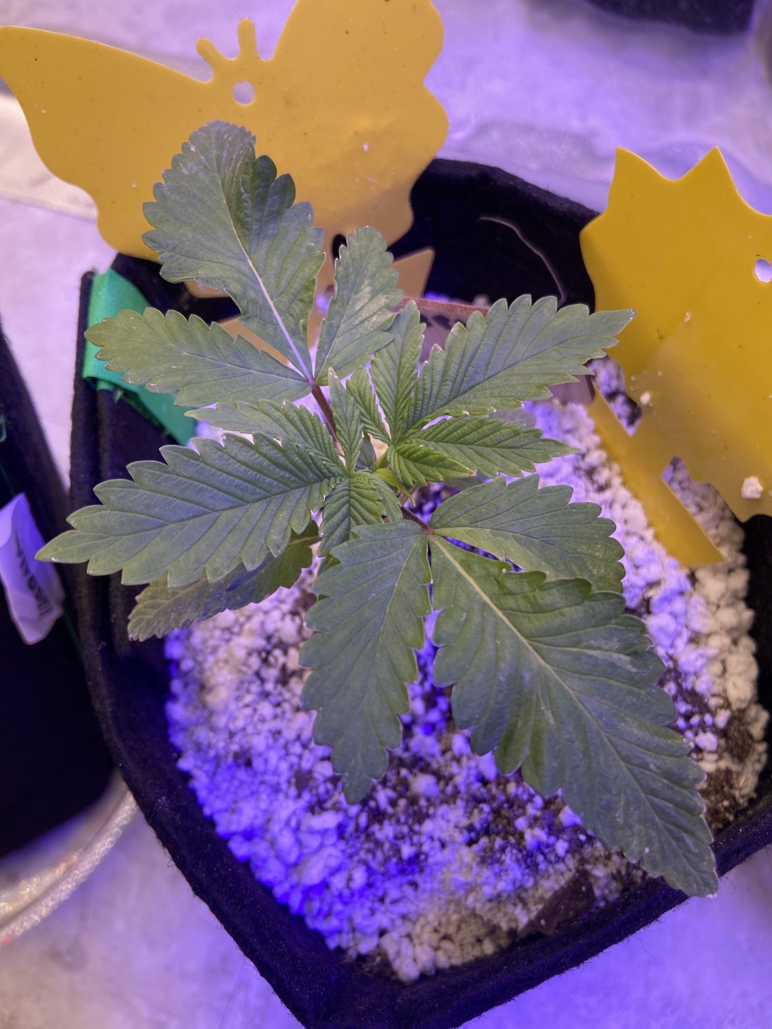 Light splotches on top leaves 3 weeks from germ
