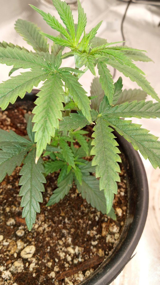 Light stress or just a stupid grower 2