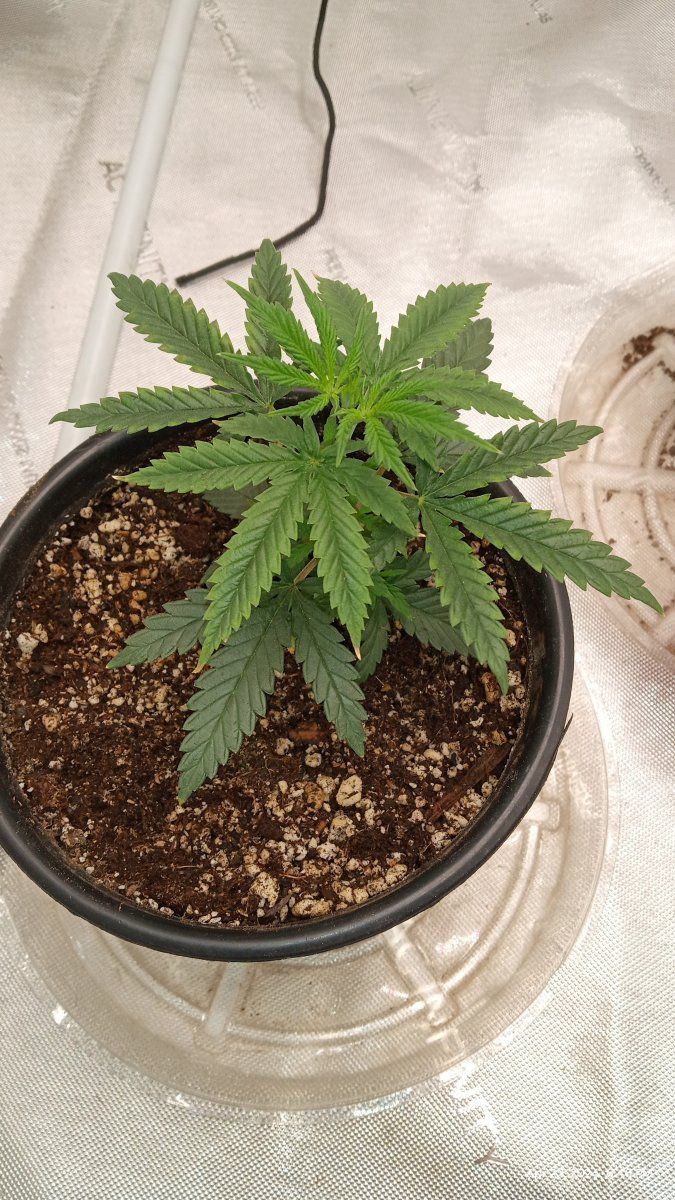 Light stress or just a stupid grower 4