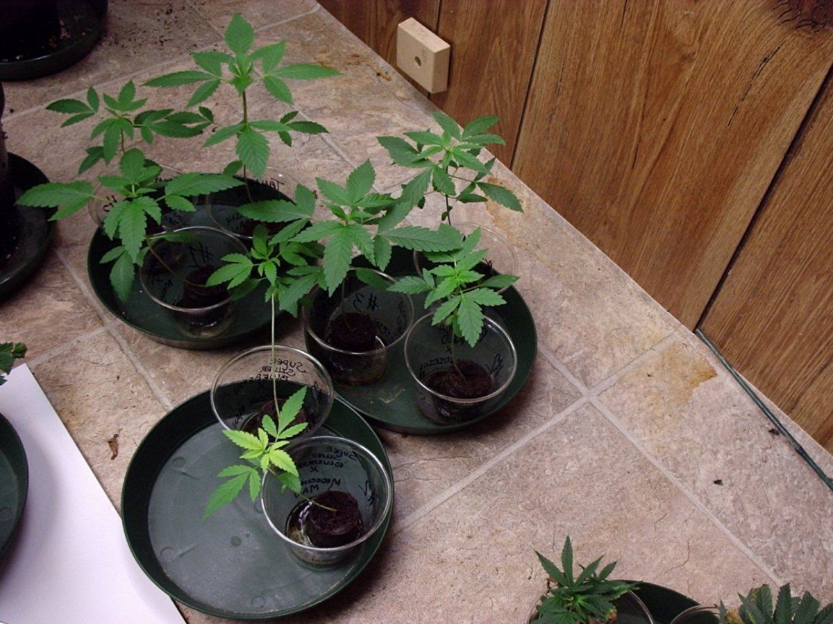 LightsMedicineManXs28daysA01