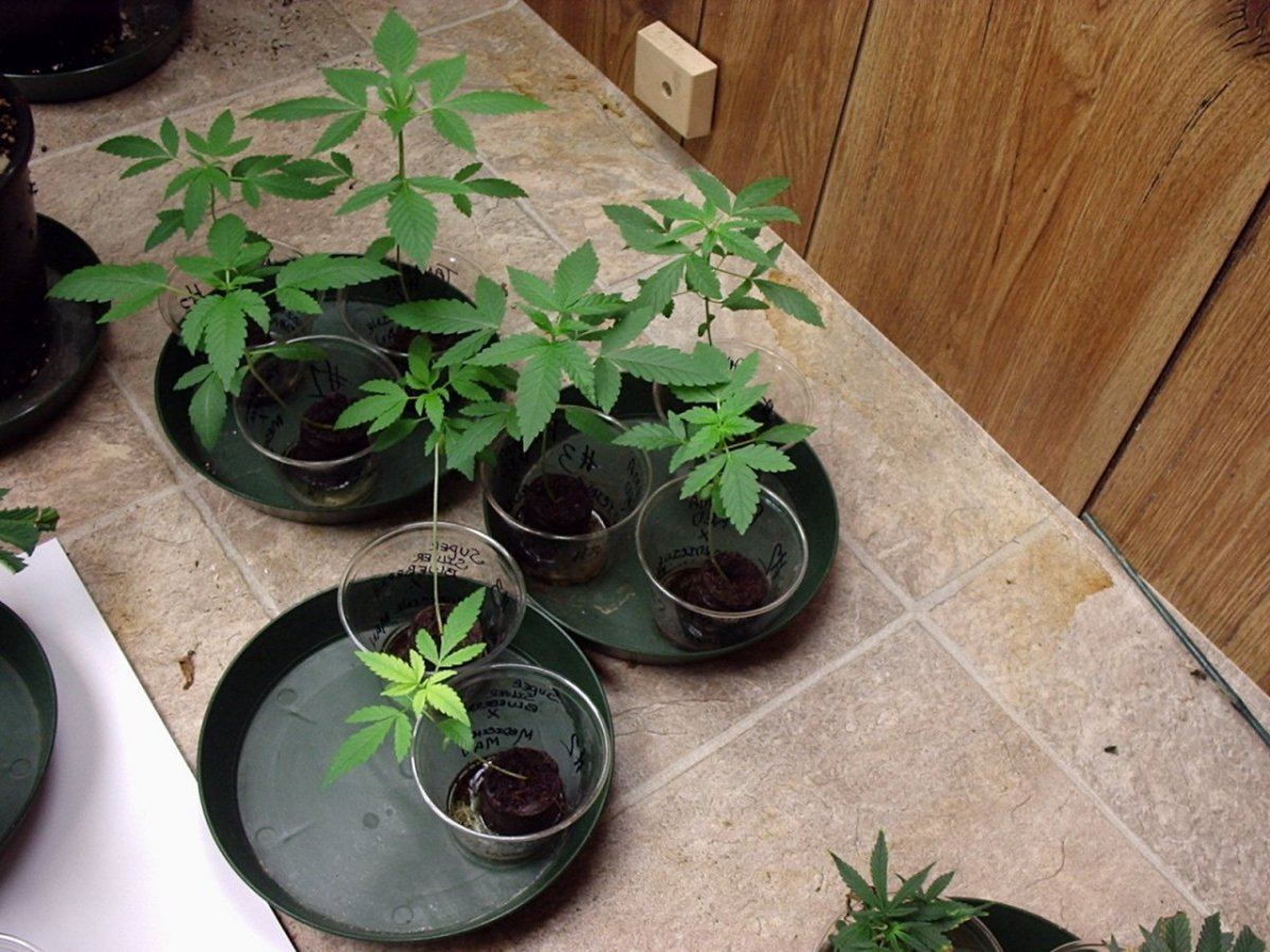 LightsMedicineManXs28daysA02